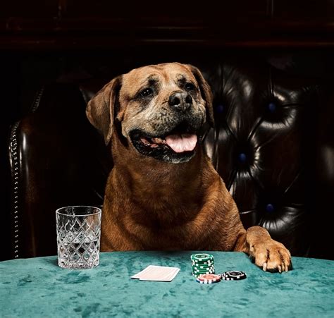 dog playing poker